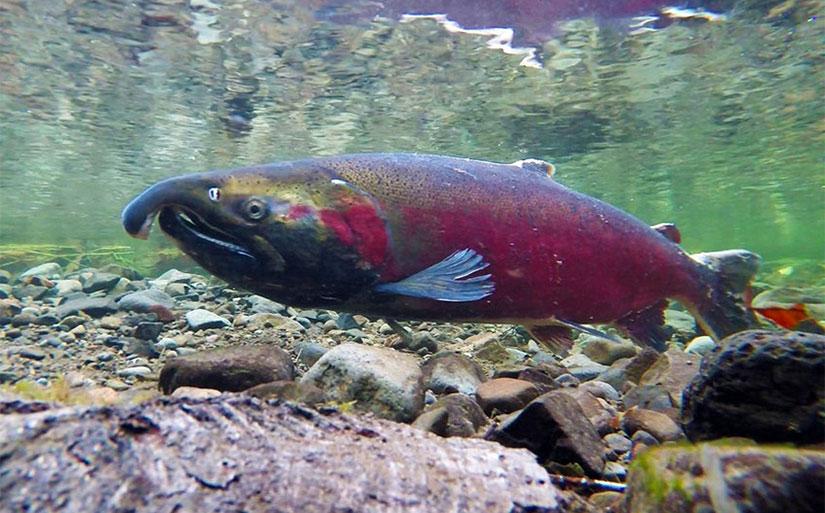 Adult coho male in spawning phase