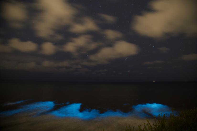bioluminescent tide california