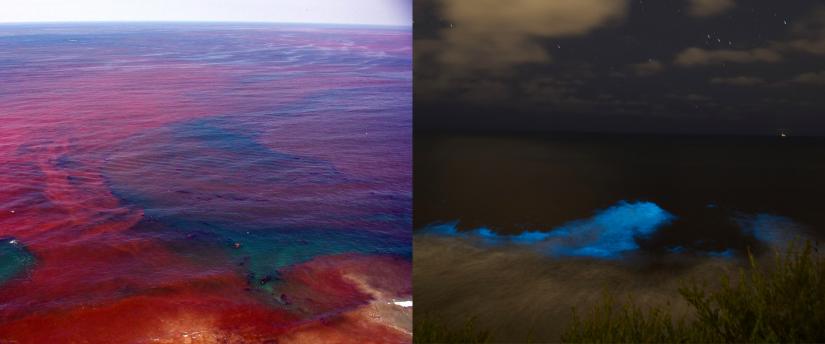 Izquierda: una marea roja durante el día. Derecha: una marea roja bioluminiscente durante la noche. 